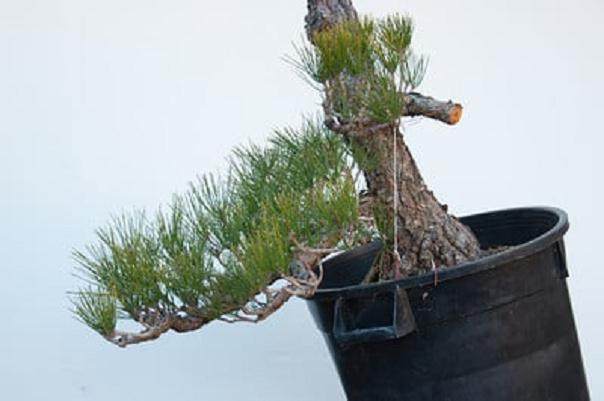 图解 日本黑松盆景的制作过程 第3部分