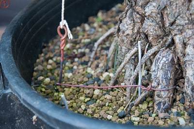 图解 日本黑松盆景的制作过程 第3部分