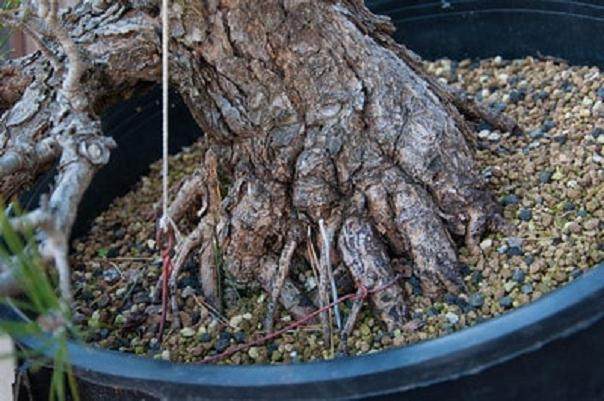 图解 日本黑松盆景的制作过程 第3部分