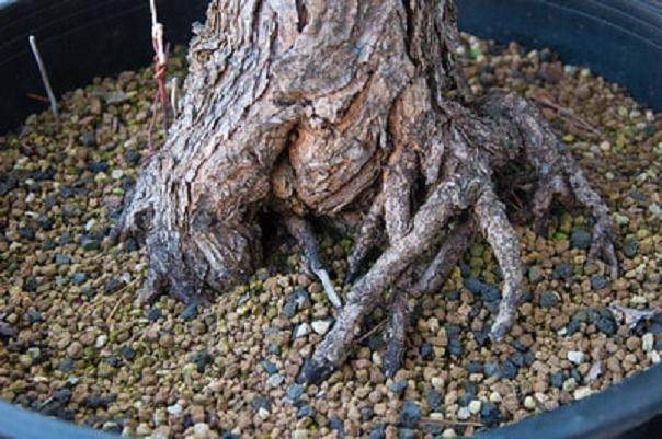 图解 日本黑松盆景的制作过程 第3部分