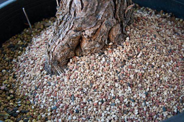 根部覆盖着盆景土壤