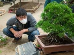 湾岛盆景展览上的黑松盆景