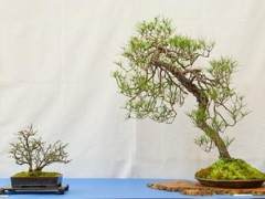 BABA第32届年度盆景展