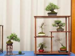 小品盆景在BABA第32届年度展览上