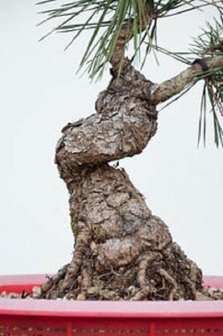 9年来 对松树盆景的养护过程