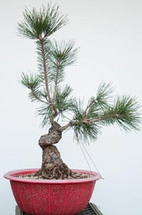 图解 对松树盆景9年的修剪养护过程