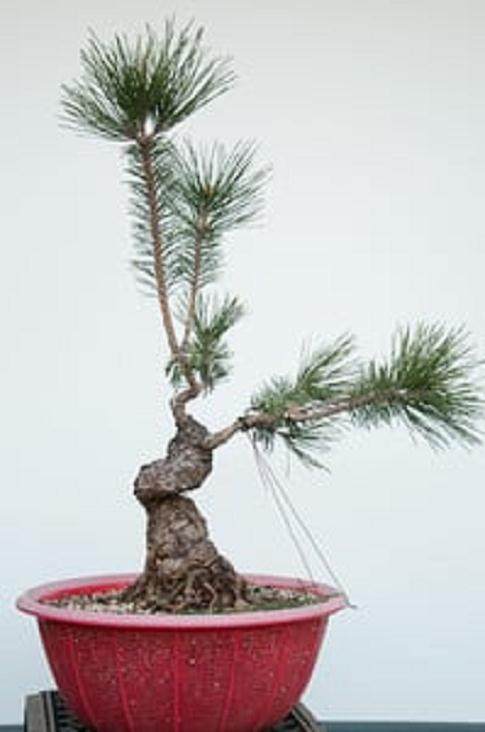 图解 对松树盆景9年的修剪养护过程