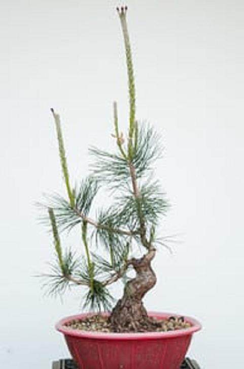 图解 对松树盆景9年的修剪养护过程