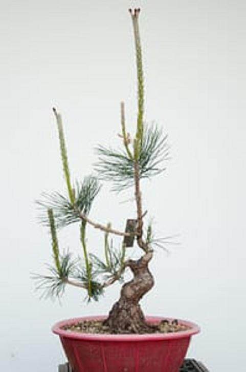图解 对松树盆景9年的修剪养护过程
