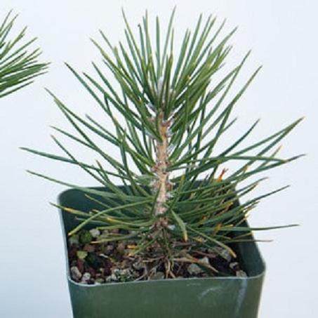 图解 黑松盆景发芽后怎么蟠扎的6个方法