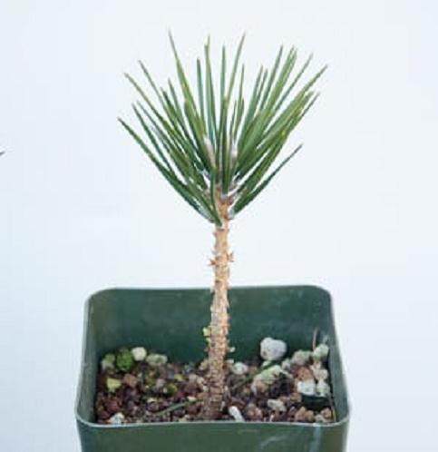 图解 黑松盆景发芽后怎么蟠扎的6个方法