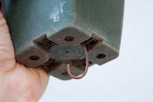 图解 黑松盆景发芽后怎么蟠扎的6个方法