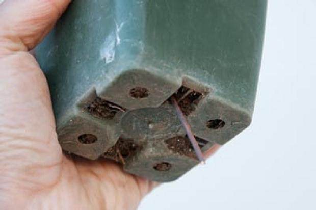 图解 黑松盆景发芽后怎么蟠扎的6个方法