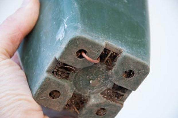 图解 黑松盆景发芽后怎么蟠扎的6个方法