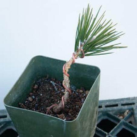 图解 黑松盆景发芽后怎么蟠扎的6个方法