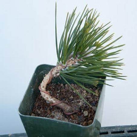 图解 黑松盆景发芽后怎么蟠扎的6个方法