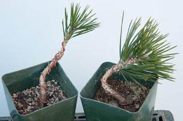 图解 黑松盆景发芽后怎么蟠扎的6个方法