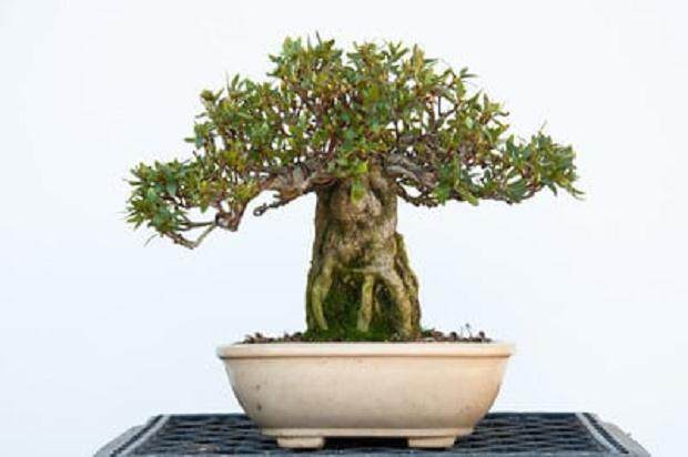 图解 对小品杜鹃花盆景怎么翻盘的方法