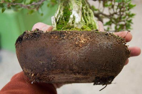 图解 对小品杜鹃花盆景怎么翻盘的方法