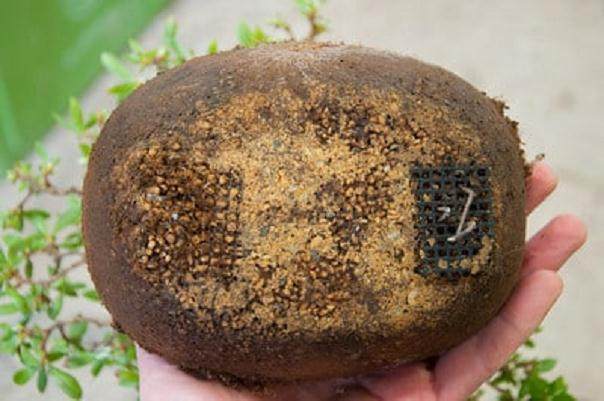 图解 对小品杜鹃花盆景怎么翻盘的方法