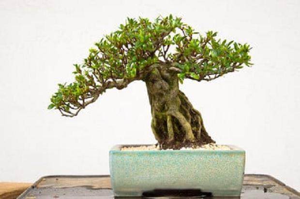 图解 对小品杜鹃花盆景怎么翻盘的方法