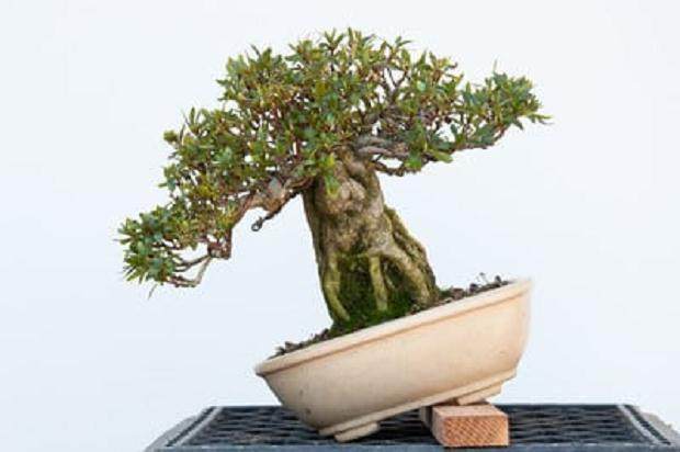 图解 对小品杜鹃花盆景怎么翻盘的方法