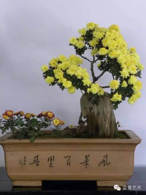 制作小菊盆景怎样移栽的3个步骤