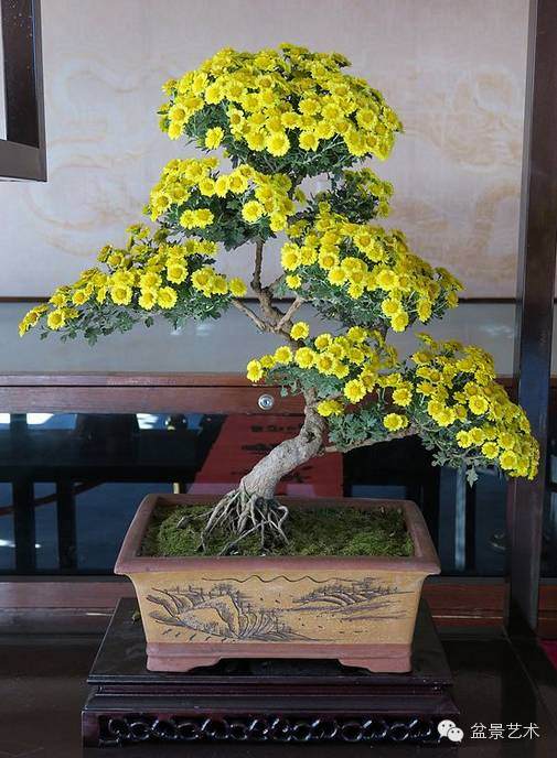 制作小菊盆景怎样移栽的3个步骤