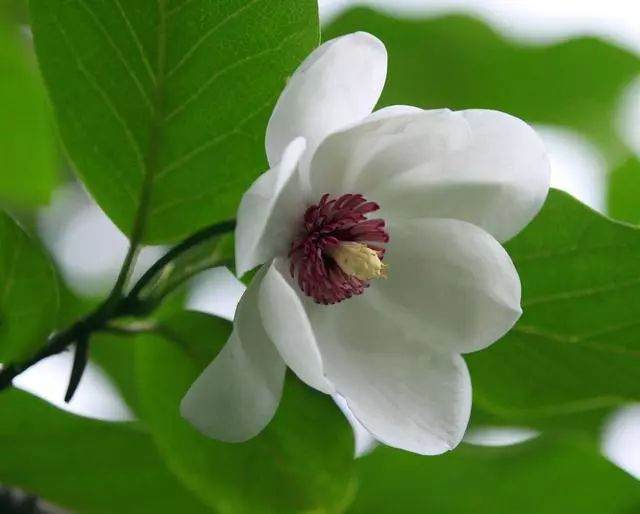 木兰盆景移栽后怎样养护的方法