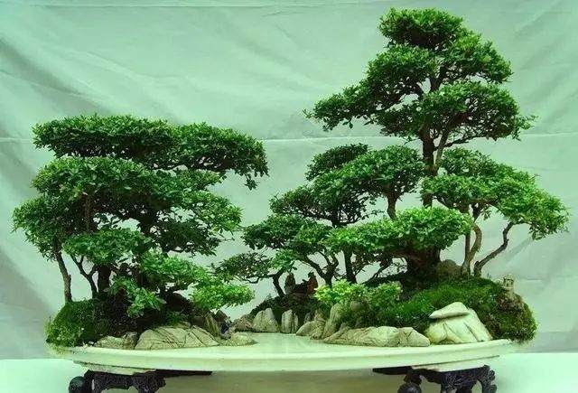 朴树类的树包石盆景养护要注意除虫害