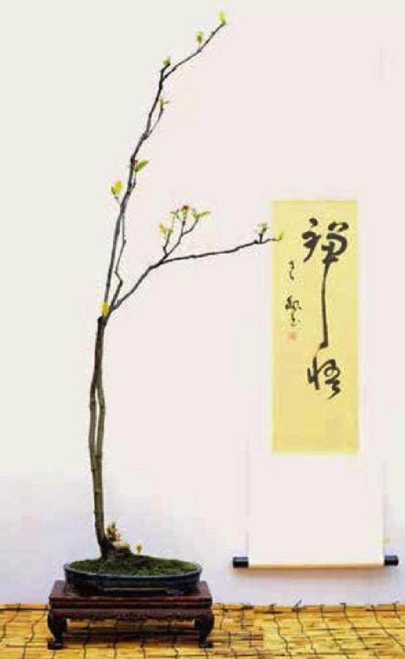 素仁格盆景艺术与禅宗智慧的结晶