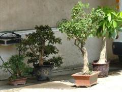 盗窃两个盆景 两公婆进牢房