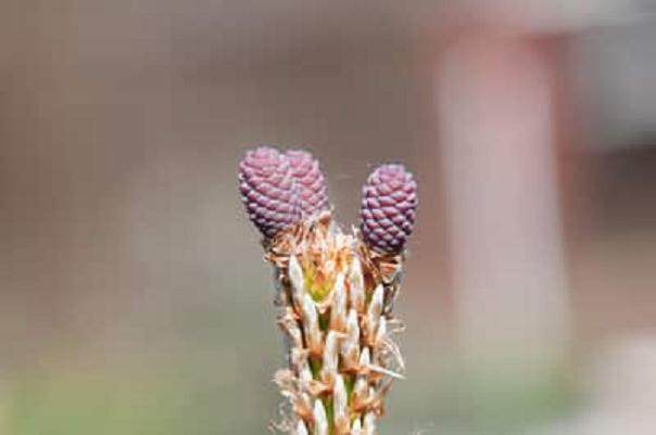 图解 如何修剪黑松盆景的松果