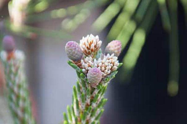 图解 如何修剪黑松盆景的松果