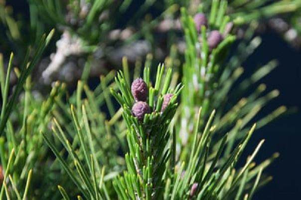 图解 如何修剪黑松盆景的松果