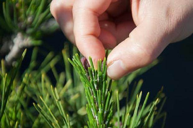 图解 如何修剪黑松盆景的松果