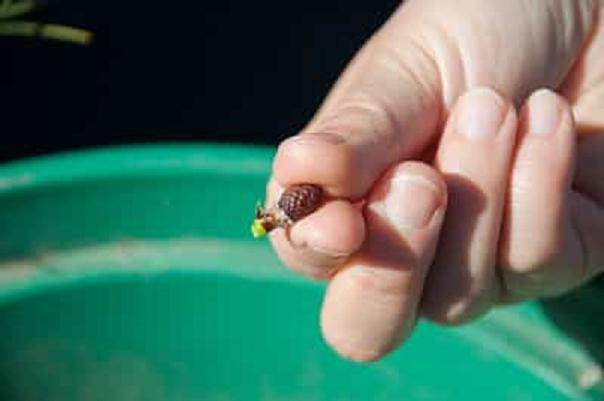 图解 如何修剪黑松盆景的松果