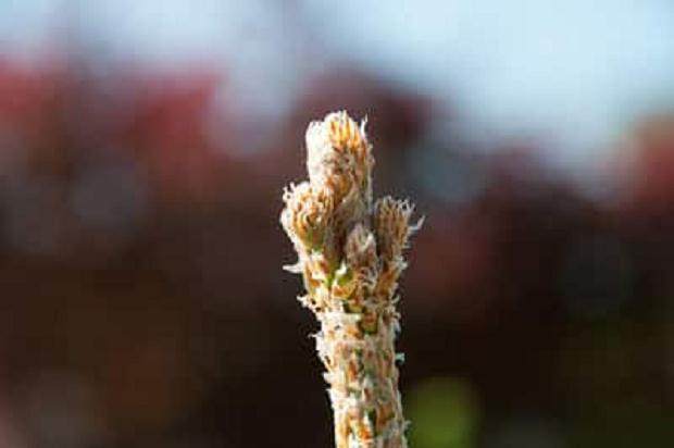 图解 如何修剪黑松盆景的松果