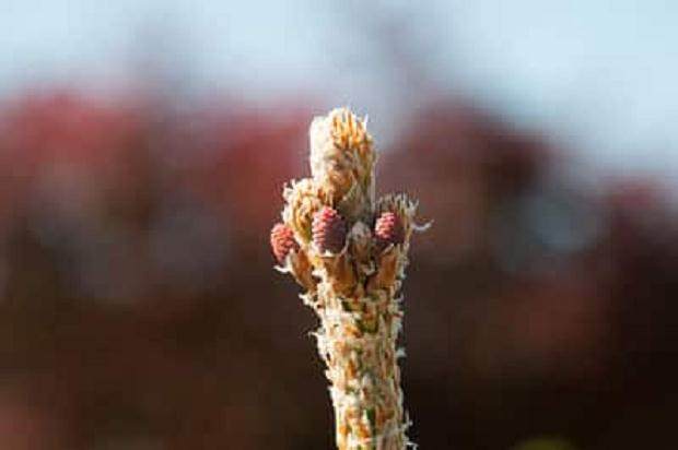 图解 如何修剪黑松盆景的松果
