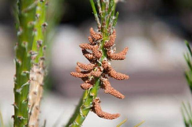 图解 如何修剪黑松盆景的松果