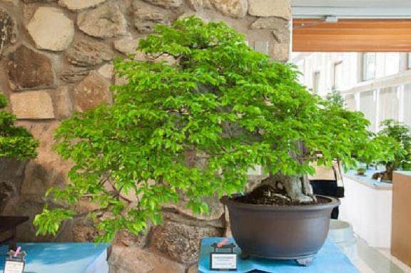 在美国盆景协会年展韩国鹅耳枥盆景