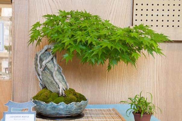 在美国盆景协会年展韩国鹅耳枥盆景