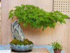 在美国盆景协会年展韩国鹅耳枥盆景