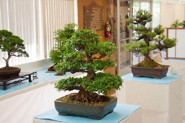 在美国盆景协会年展韩国鹅耳枥盆景