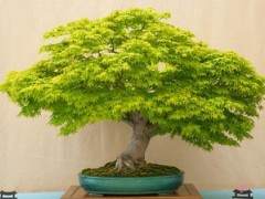 美国盆景协会第54届春季展