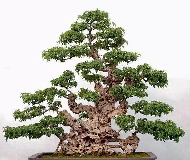 自制盆景生根剂的8种方法