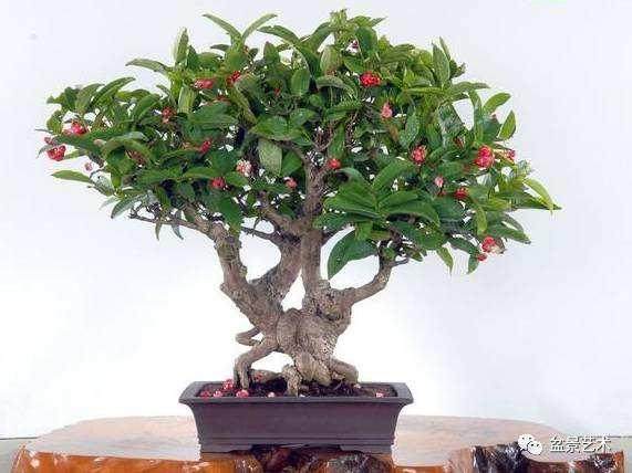 生根剂在无叶盆景树桩上的正确使用时间