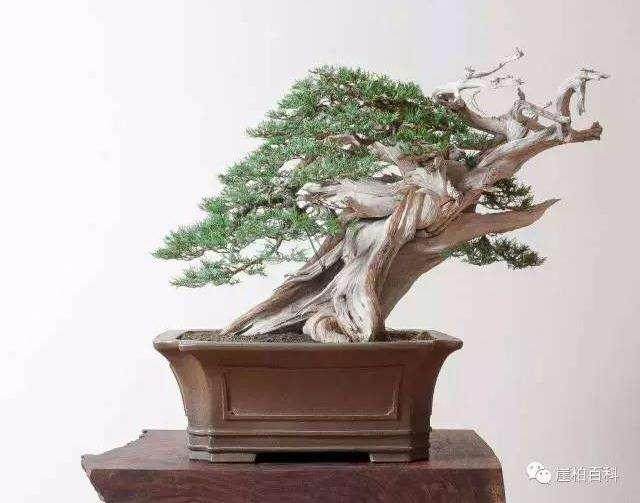 怎么样让榕树盆景气生根呢? 生气根的最好方法