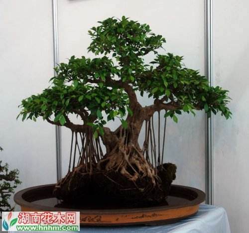 怎样使挖的盆景桩生根？