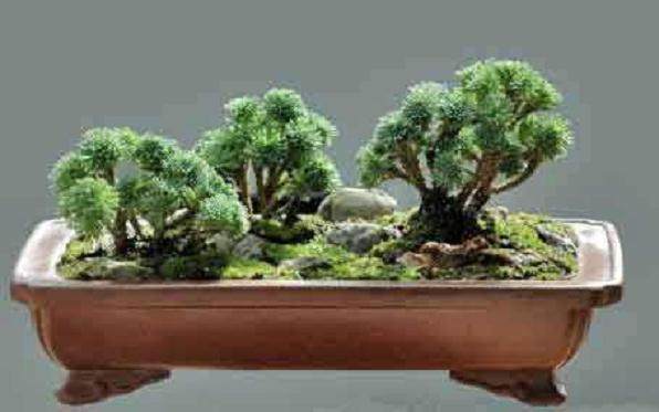 盆景生根剂多长时间浇一次